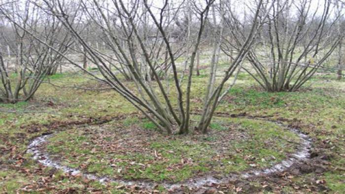 Azotlu gübre uygulamasında dikkat edilecek hususlar