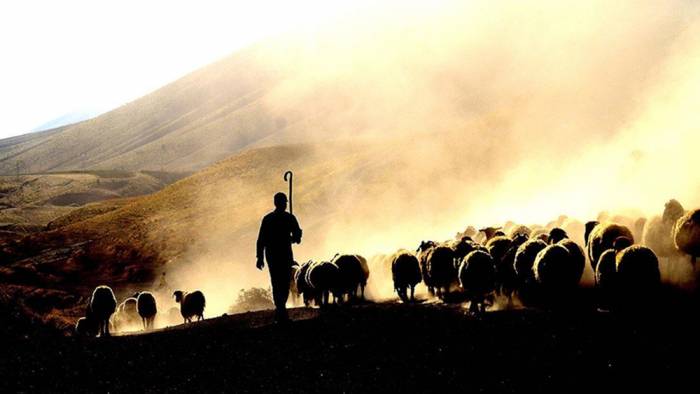 Tarımsal desteklerde gelecek yıl aslan payı hayvancılığın