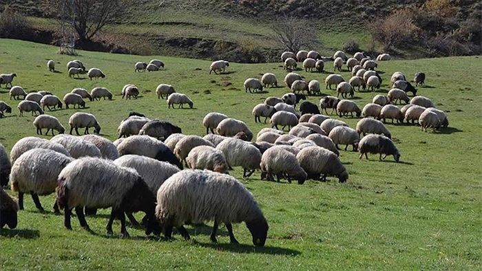 5 yıllık yol haritası belli oluyor: Bakan Yumaklı bugün açıklayacak