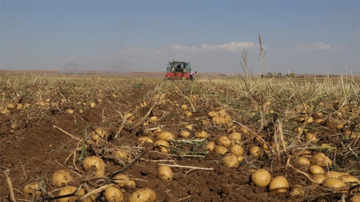 Amasya'da patates hasadı başladı: 130 bin ton rekolte hedefleniyor