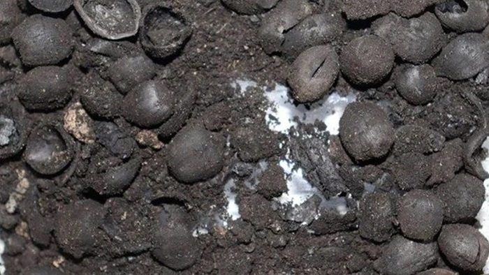 Arkeologları şaşırtan keşif: 4200 yıllık fındık kalıntıları bulundu