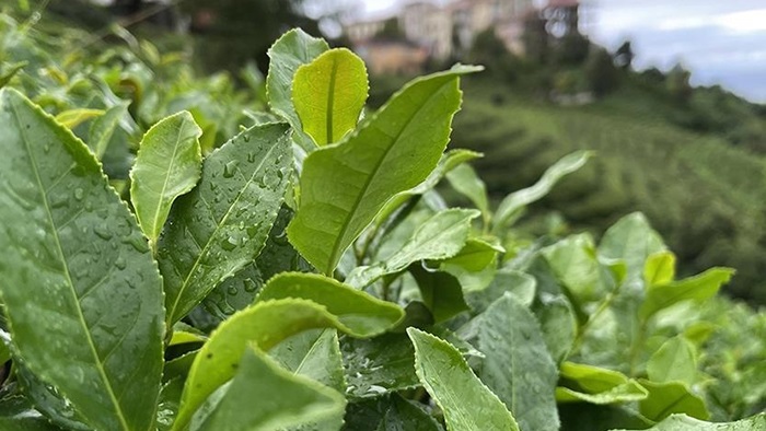 Bakan Yumaklı, çay üreticilerine alım ödemelerinin bugün yapılacağını bildirdi