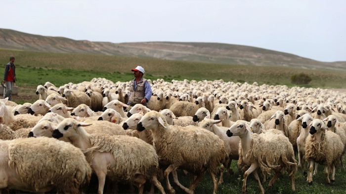 Bakanlıklar devrede: 150 bin çoban aranıyor, son çare...