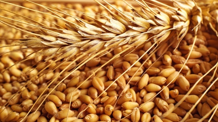 Buğday fiyatları Karadeniz arzına yönelik yeni endişelerle yükseldi