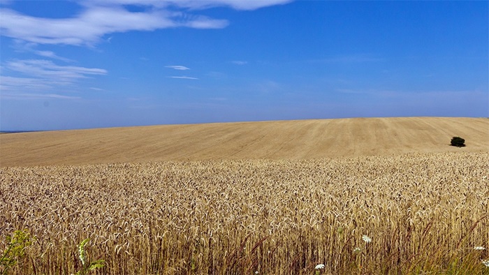 Buğday fiyatlarında 'anlaşma iptali' hareketliliği