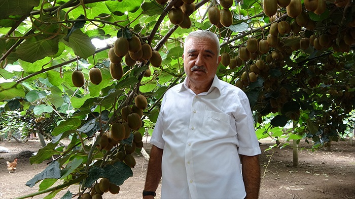 Coğrafi işaretli ordu kivisinin tadını kaçırmayalım