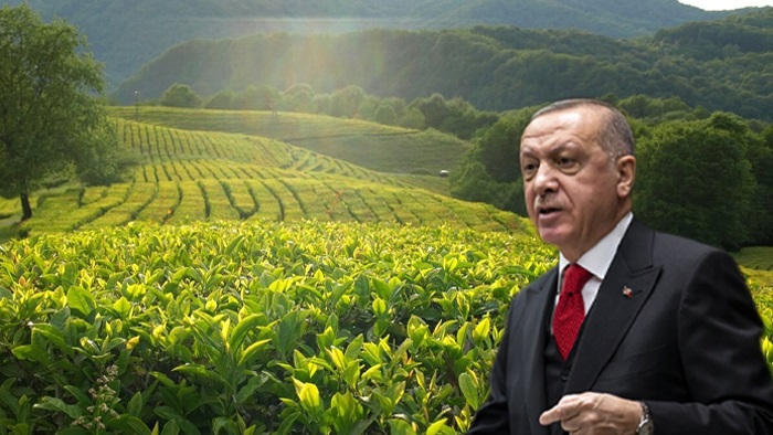  Cumhurbaşkanı Erdoğan yaş çay alım fiyatını açıkladı 