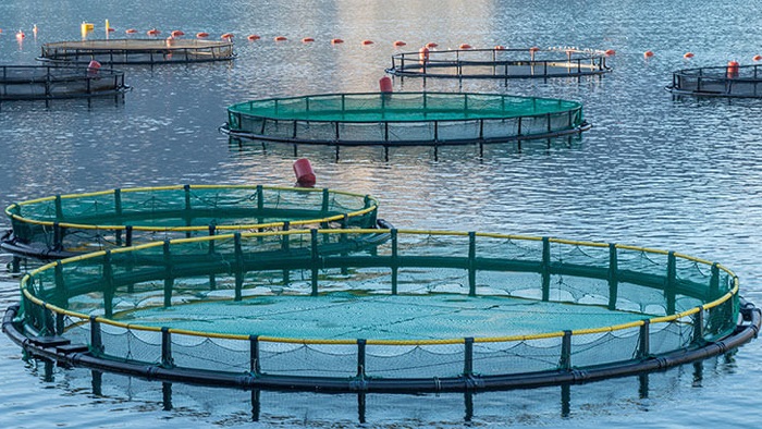 Doğu Karadeniz’den 7 Ayda 111 Milyon Dolarlık Su Ürünü İhracatı