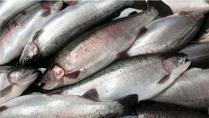 Doğu Karadeniz'den Çin ve Japonya'ya Türk Somonu'nun Yolculuğu Başlıyor