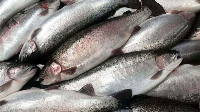Doğu Karadeniz'den Türk somonu ihracatı yüzde 10 arttı