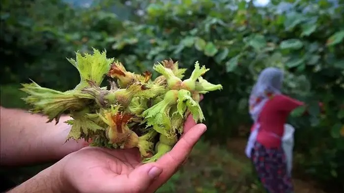 Fındık Üreticisine Kritik Uyarı: Erken Hasat Büyük Kayıp Getiriyor