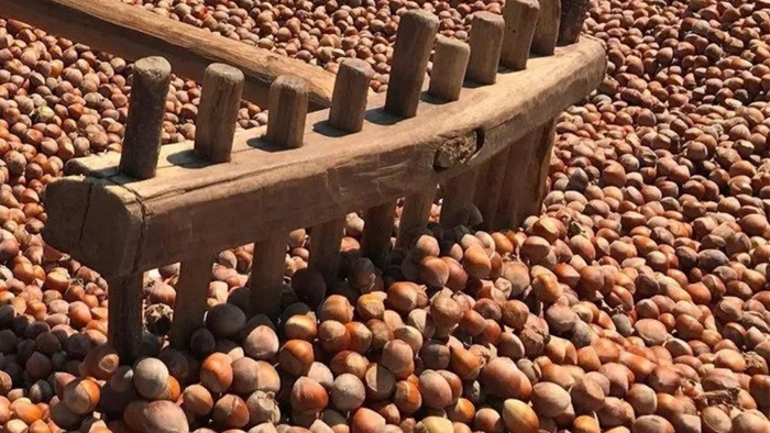 Fındıklarını Alıp Bayburt’a Koştular!