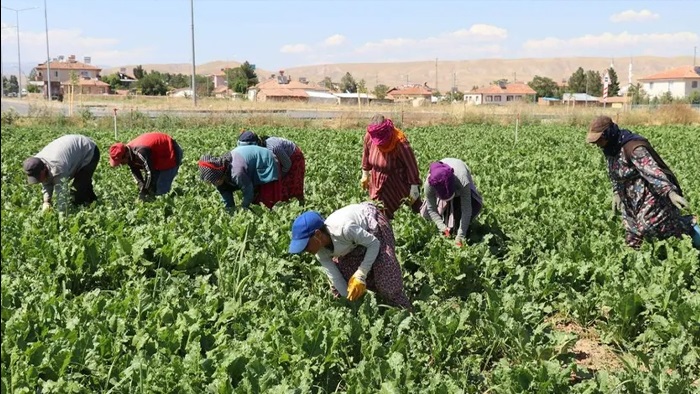 Genelge Resmi Gazete'de yayımlandı: Mevsimlik tarım işçileriyle ilgili önemli düzenleme