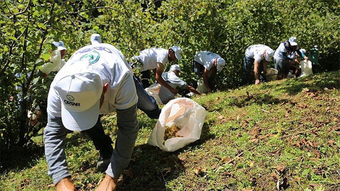 Giresun`da fındık hasadı öncesi köylüler fındık festivalinde buluştu