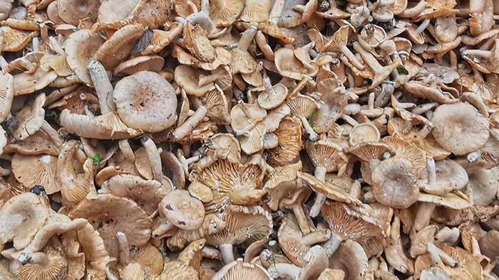 Giresun’da fındık mantarının kilosu et fiyatını geçti