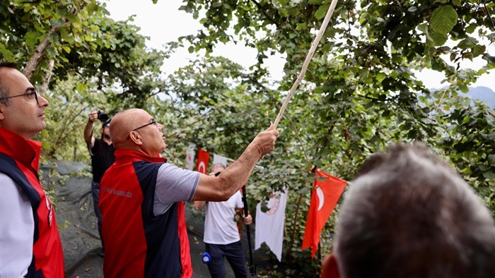 Giresun’da Yeni Sezon Fındık Hasadı Başladı