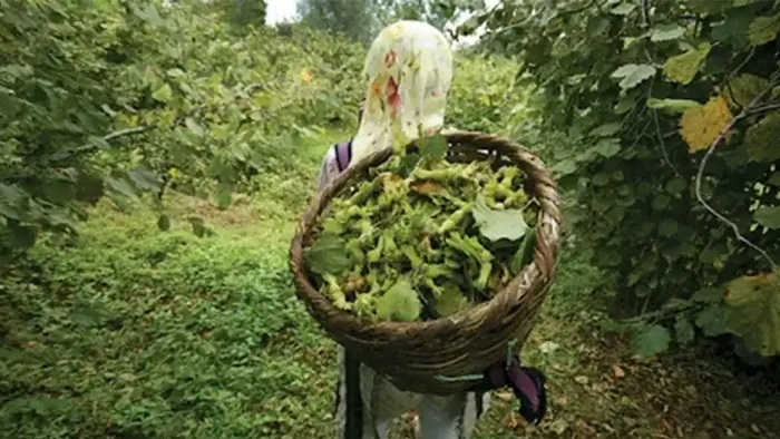 Giresun'da Fındık Hasadı Takvimi Belli Oldu