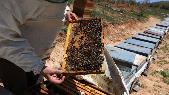 Havalar sıcak gitti arılar uyumadı yüzde 25 kayıp var
