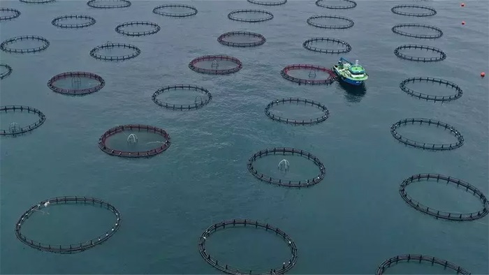 Karadeniz İhracatta Fark Yaratıyor: Denizden Dünyaya 91 Milyon Dolarlık Somon Hamlesi