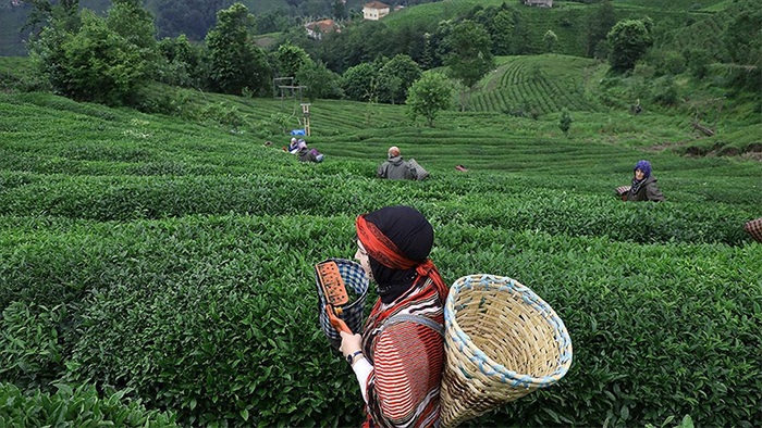 Kirişci: Çay üreticisine 749,4 milyon lira budama tazminatı ödemesi başladı