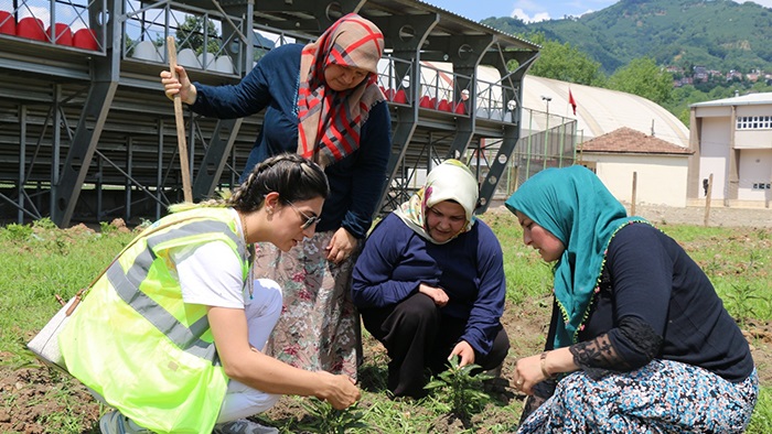 Pepino meyvesi Ordu’da yetiştirilecek