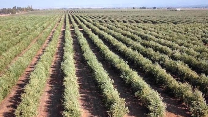 Samsun'da 250 dekar alanda zeytin bahçesi kurulacak