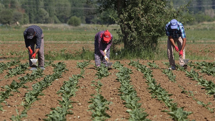 Samsun'da çiftçilere 26 milyon TL'lik destek verildi