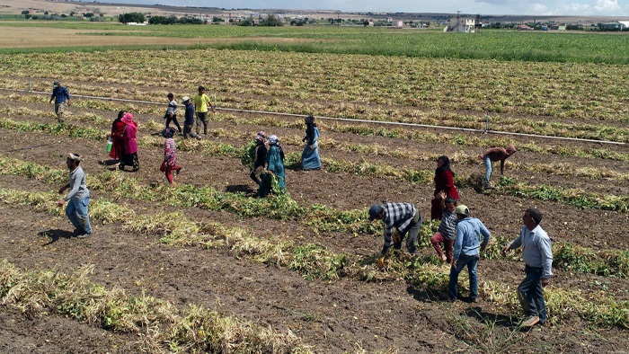 Tarım işçisinin günlük ücreti arttı