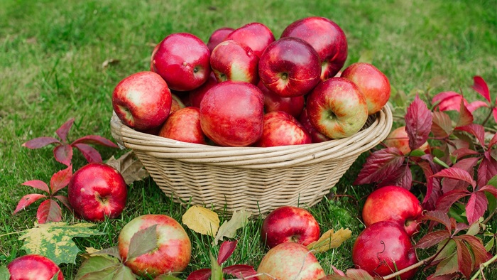 Tarladan markete elmanın fiyatı yüzde 338 arttı