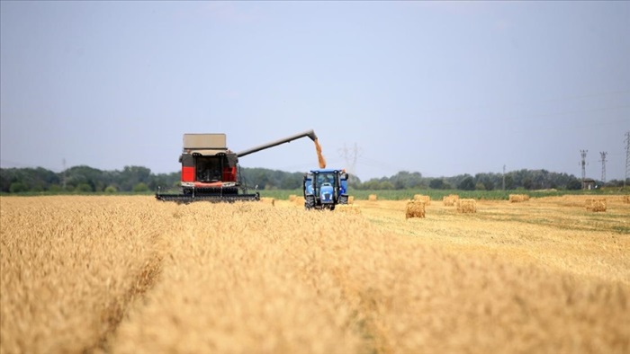 Trakya'da sertifikalı buğday tohumu verimiyle öne çıkıyor