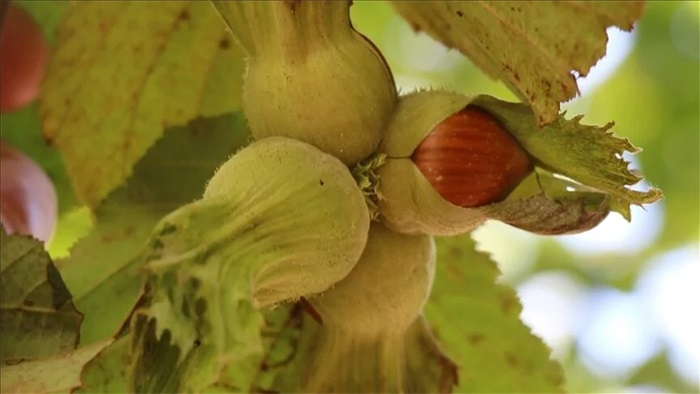 TÜİK Verileri Alarm Veriyor: Fındık Üretiminde Yüzde 38,5’lik Sert Düşüş