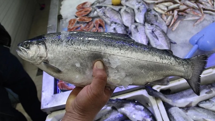Türk somonunda ihracat rekoru! 5 ayda 60 milyon dolara yaklaştı
