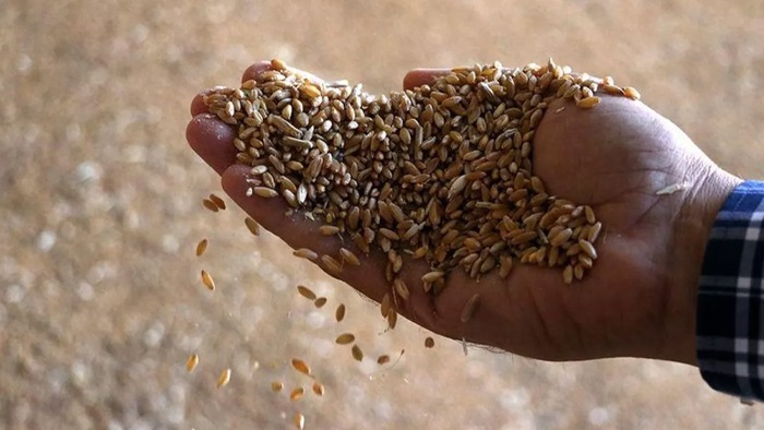 Türkiye'den 132 ülkeye tohum ihracatı