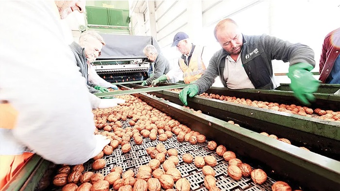 Yerli ceviz, market rafına giriyor