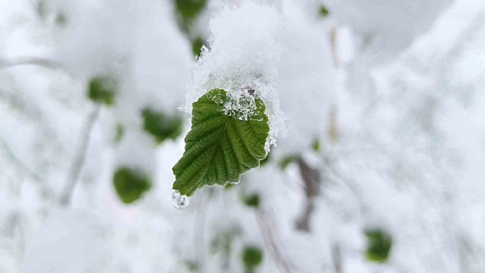 Zirai donun faturası 23 milyar TL: Uzmanlardan yeni don uyarısı