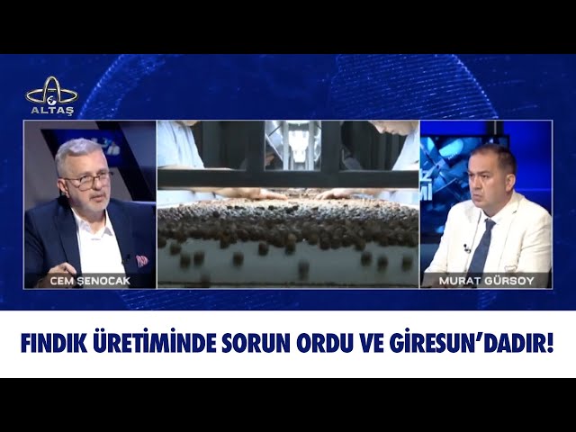 Fındık üretiminde sorun Ordu ve Giresun’dadır