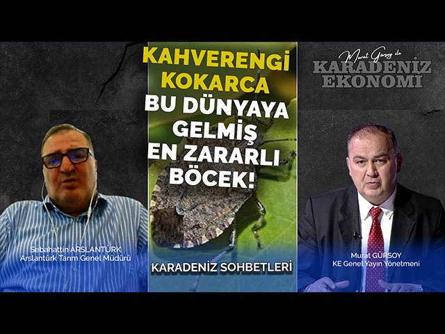 Kahverengi Kokarca Bu Dünyaya Gelmiş En Zararlı Böcek!