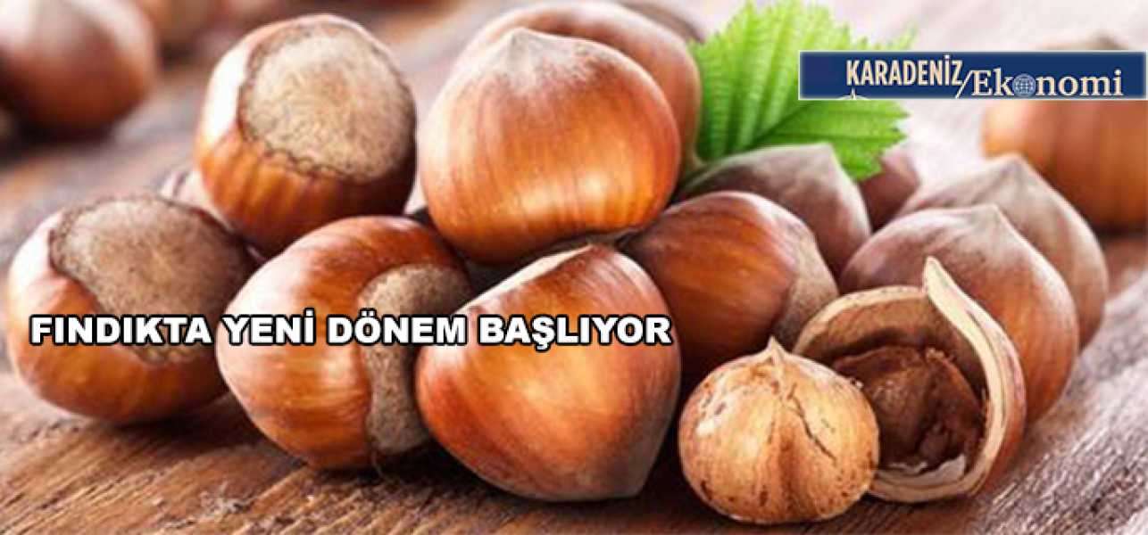 Fındıkta yeni dönem başlıyor