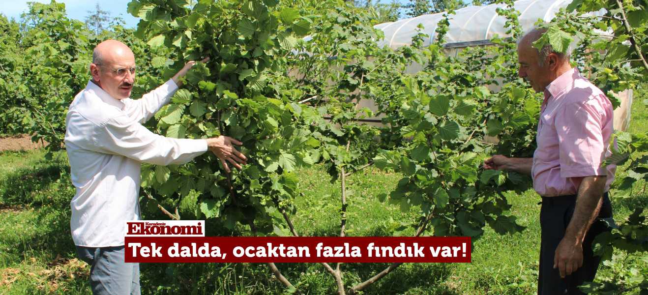 Tek dalda, ocaktan fazla fındık var