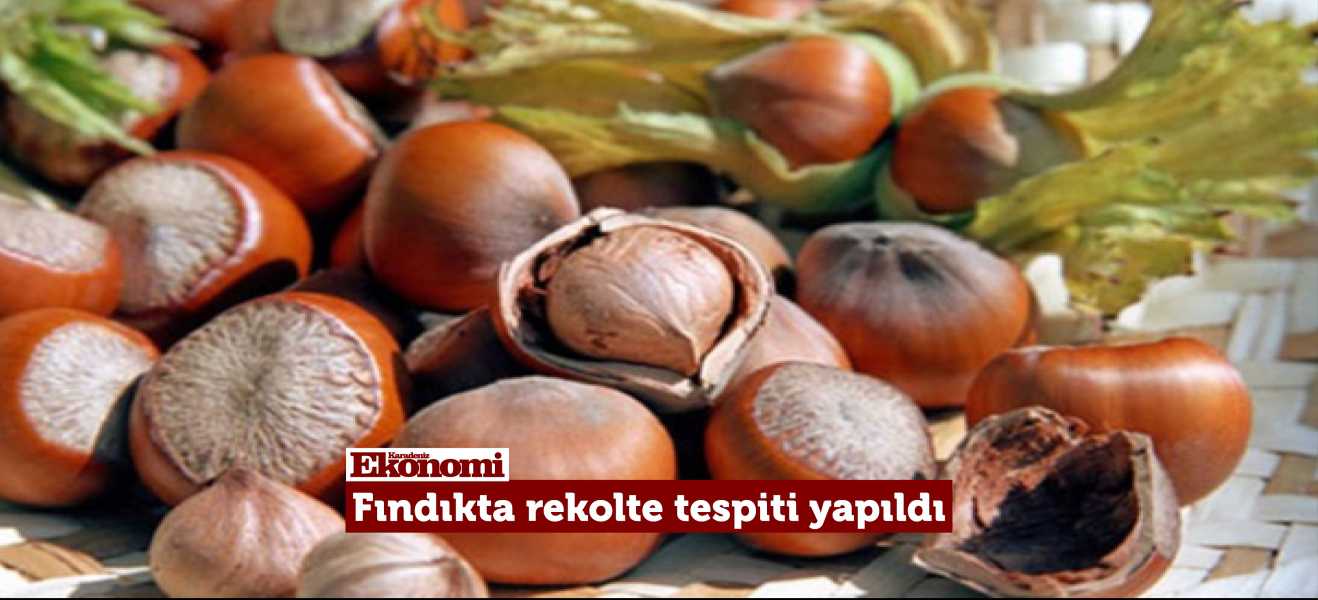 Fındıkta rekolte tespiti tamamlandı.