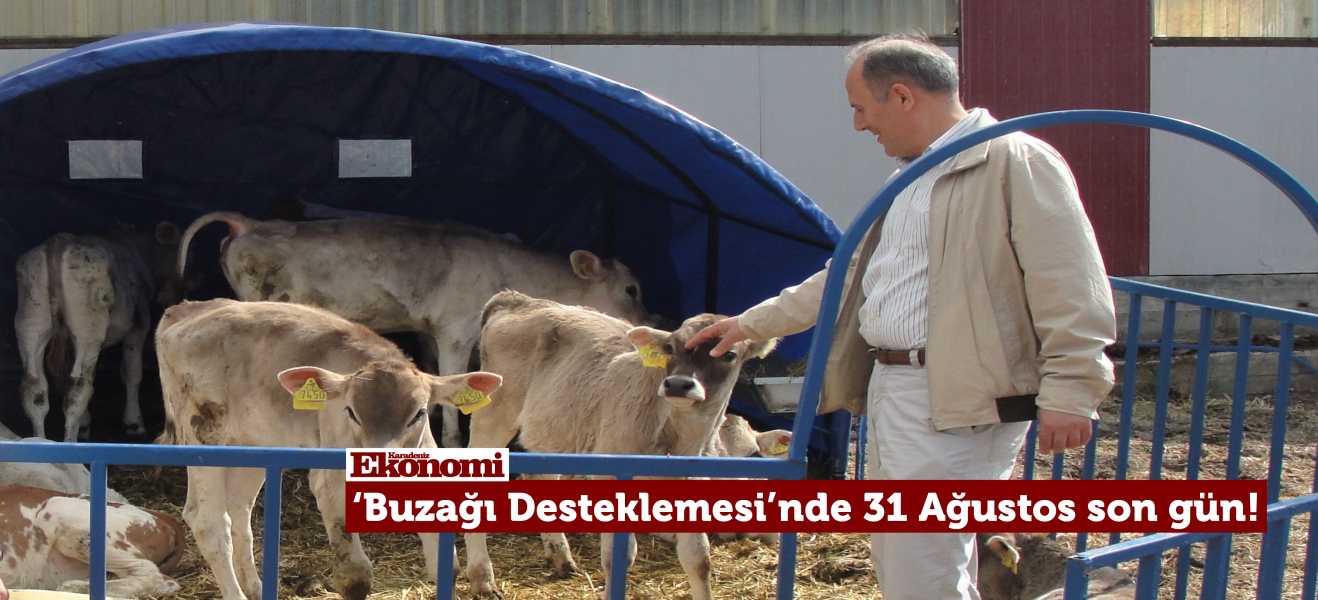 Buzağı Desteklemesinde 31 Ağustos son gün!