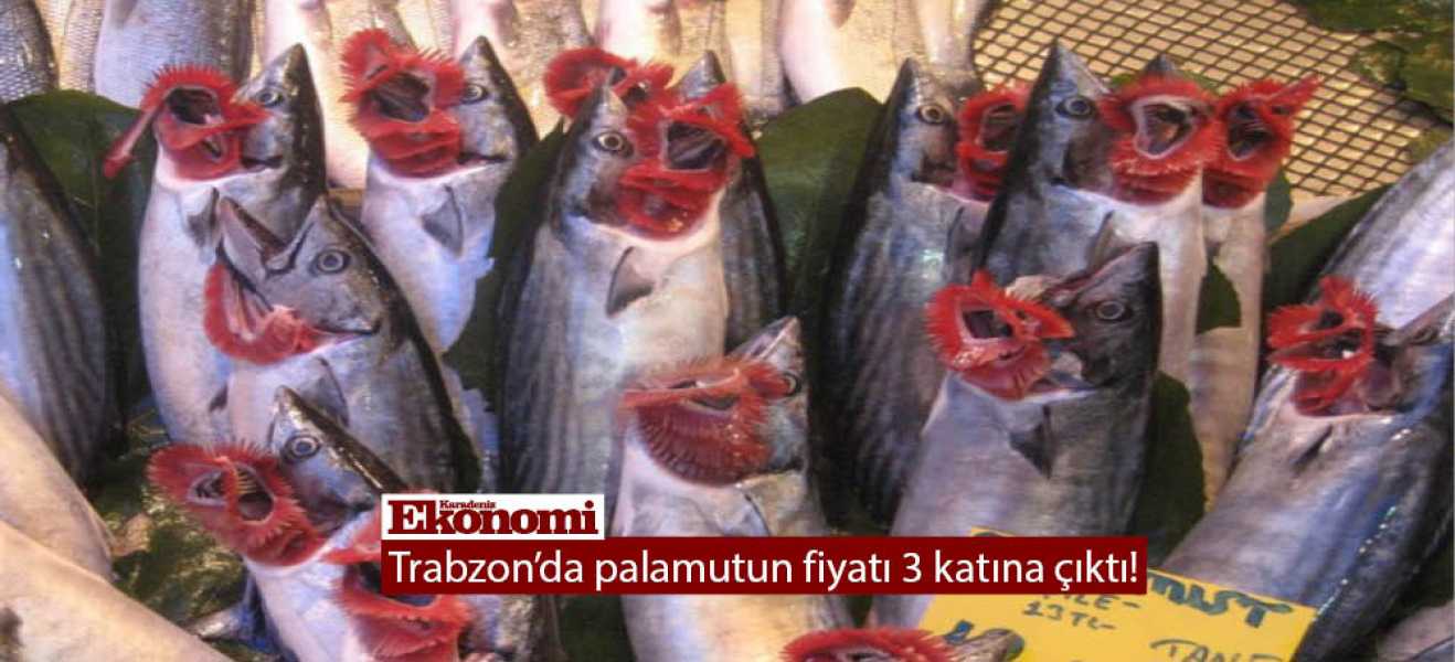 Trabzon'da palamutun fiyatı 3 katına çıktı! 