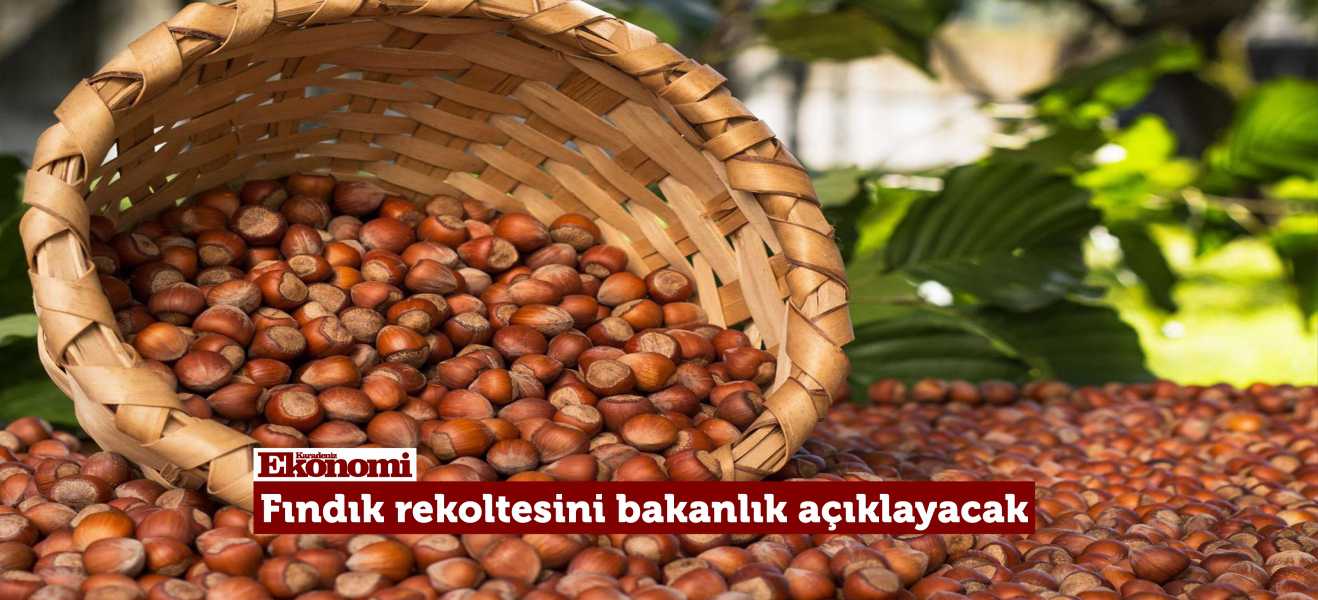 Fındık rekoltesini bakanlık açıklayacak