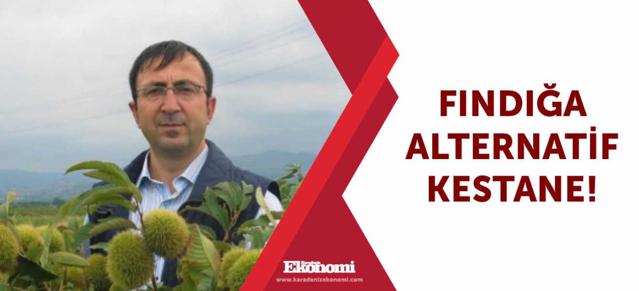 Fındığa alternatif kestane!