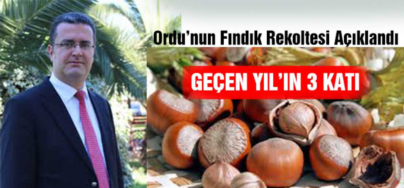 ORDUDA TAHMİNİ FINDIK REKOLTESİ 209 BİN TON