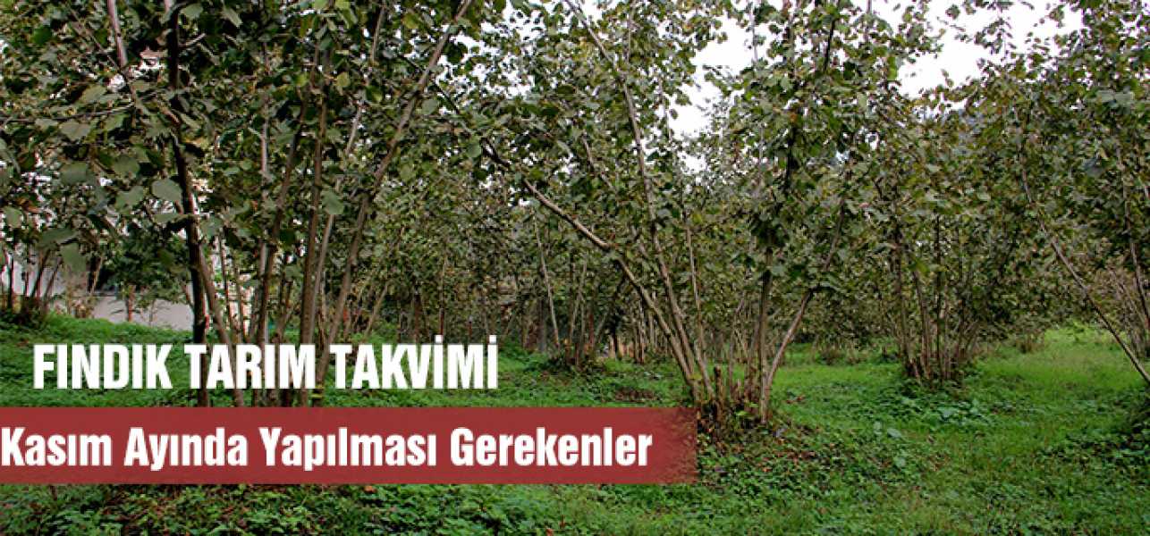 FINDIK TARIM TAKVİMİ