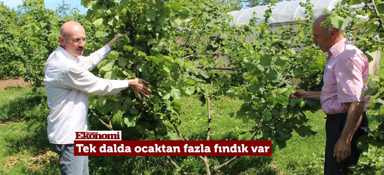 Tek dalda, ocaktan fazla fındık var