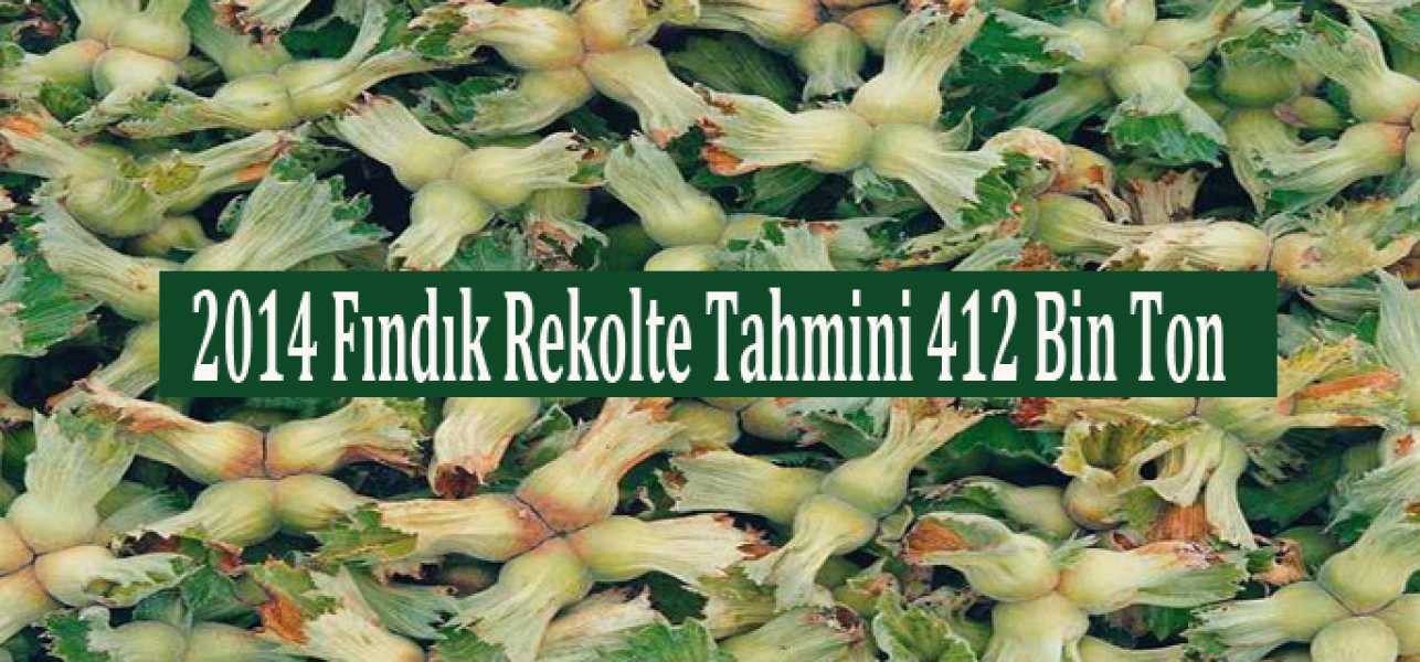 2014 Fındık Rekolte Tahmini 412 Bin Ton