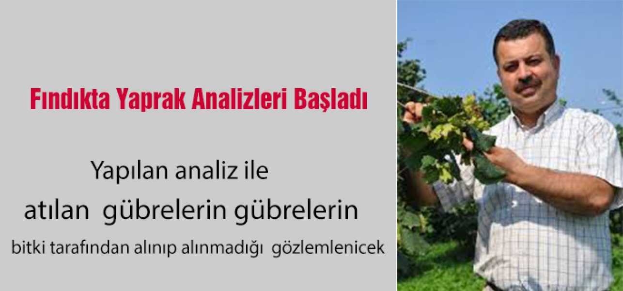 FINDIKTA YAPRAK ANALİZLERİ BAŞLADI