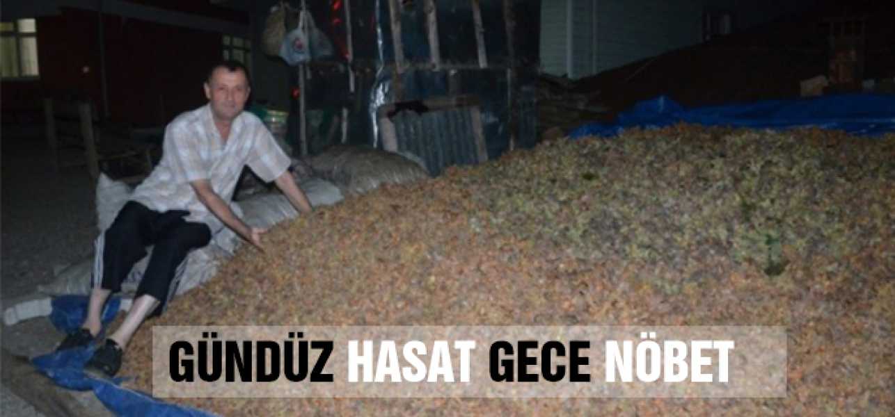 Gündüz Hasat Gece Nöbet